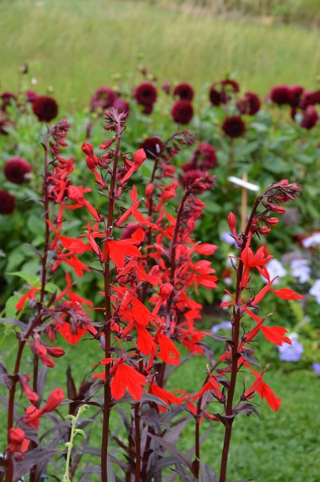 Lobelia cardinalis 'Queen Victoria' (2)